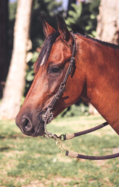 Foto close-up di un cavallo marrone