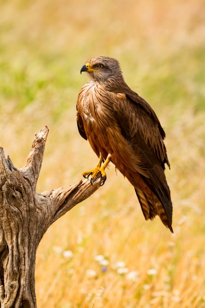 Close-up of a Brown Kite 