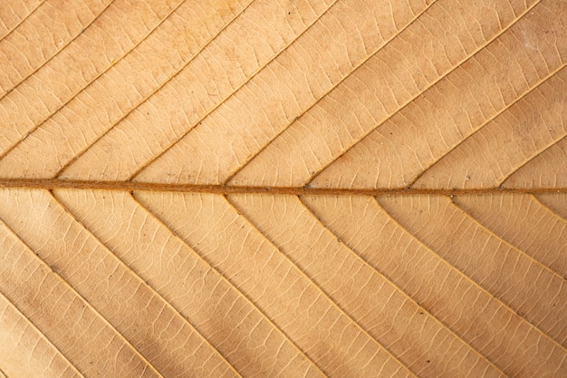 Photo close up of brown leaf