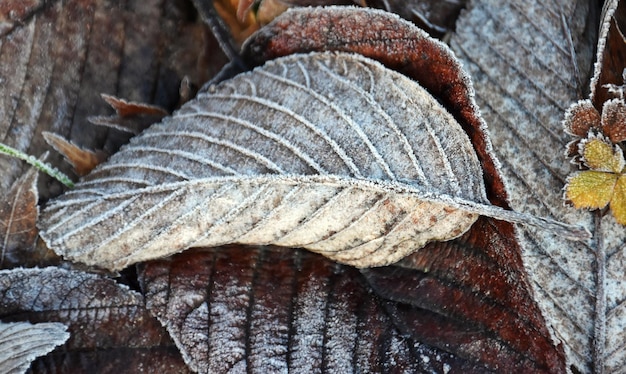 Close up of brown leaves on a frosty morning