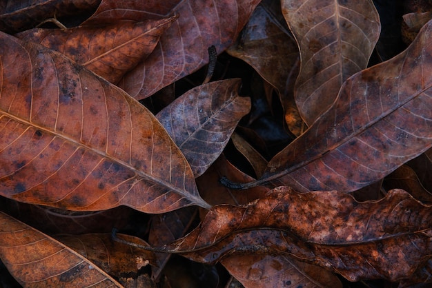 A close up of brown leaves on the ground