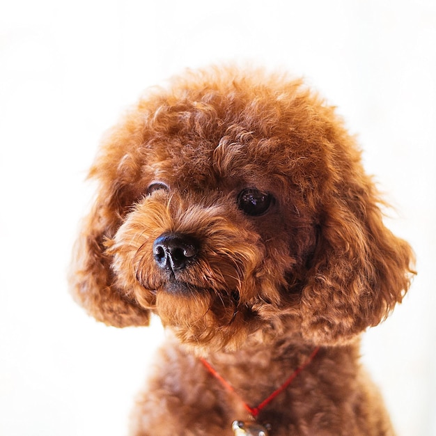 Foto close-up di un cucciolo marrone su sfondo bianco