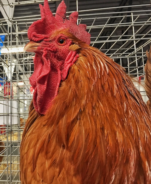 Close-up of brown rooster in cage