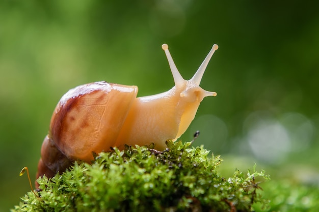 緑の苔の上に茶色のカタツムリ（アフリカマイマイ、Achatina fulica）が忍び寄るクローズアップ