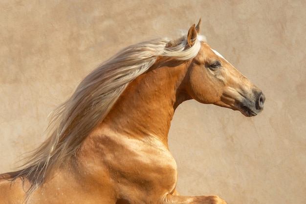 Close-up of a brown stallion running against a beige background