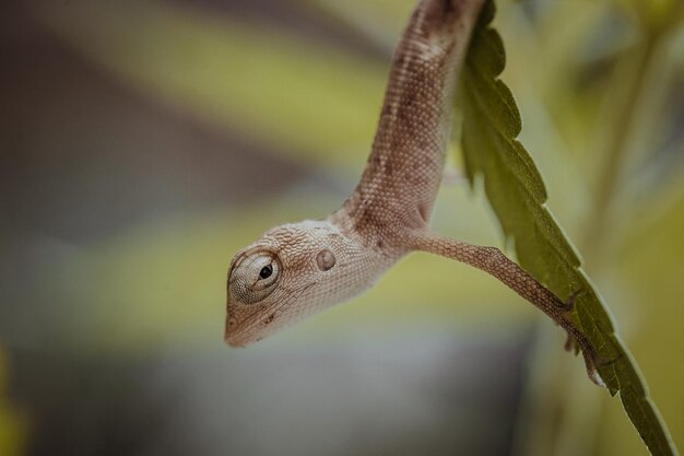 Close up brown thai chameleon on natural green background