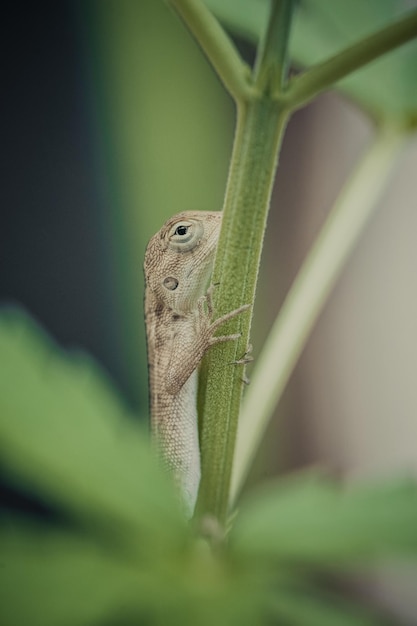 Close up brown thai chameleon on natural green background