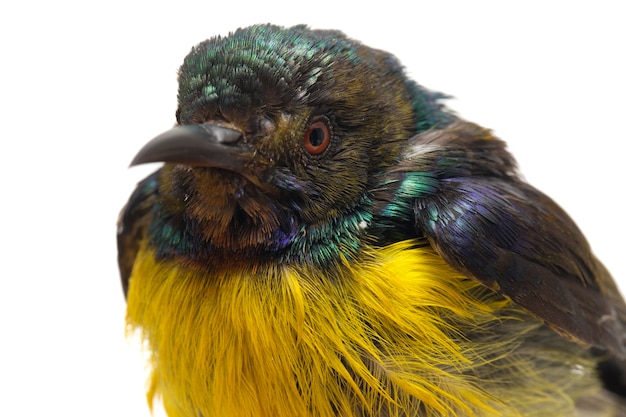 브라운 throated sunbird의 클로즈업