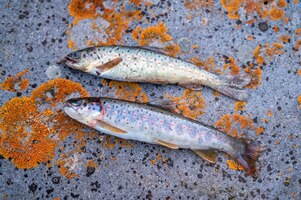 Close up of brown trout or salmo trutta