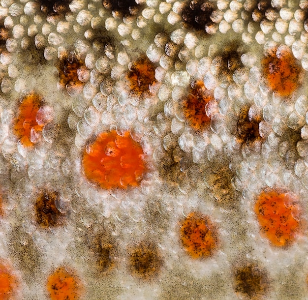 Close-up of brown trout scales