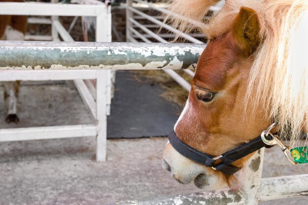 Close-up Bruin paardenhoofd