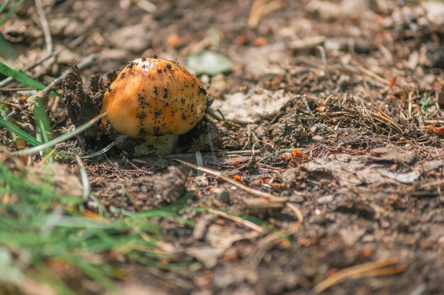 Close-up bruine paddenstoel die uit de grond groeit