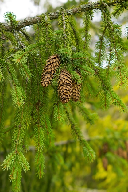 Close up brunch of of fir tree