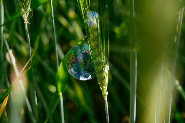 Close-up of bubbles on wheat plant