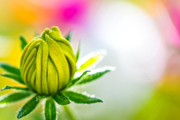 Close-up of bud against blurred background