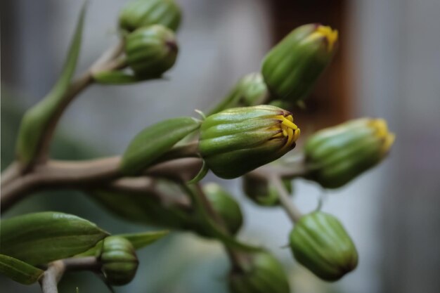 Photo close-up of bud growing outdoors