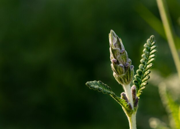 Photo close-up of bud on plant