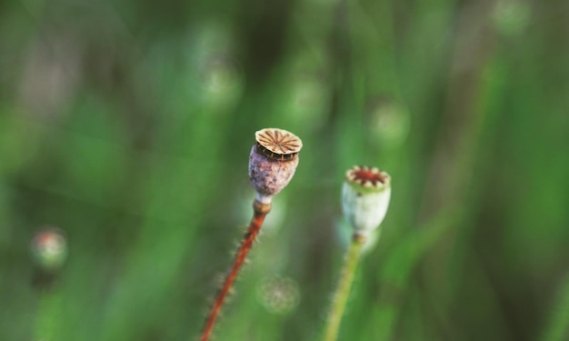 Photo close-up of bud