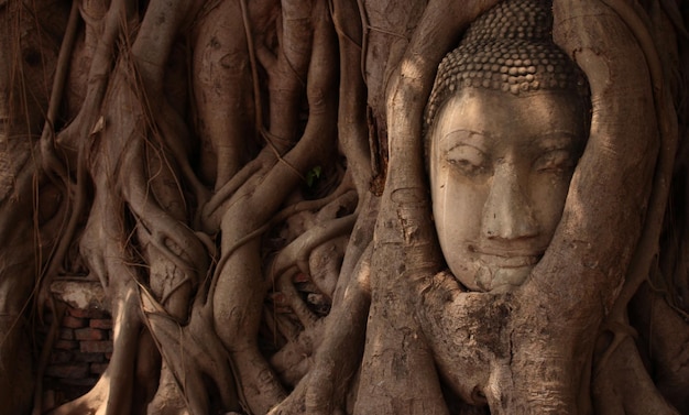 Foto close-up della statua di buddha contro le radici