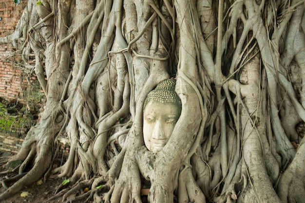 Photo close-up of buddha statue in tree roots