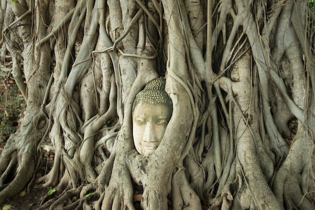 Foto close-up della statua di buddha nelle radici degli alberi