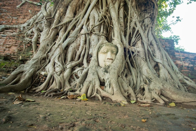 Photo close-up of buddha statue in tree roots