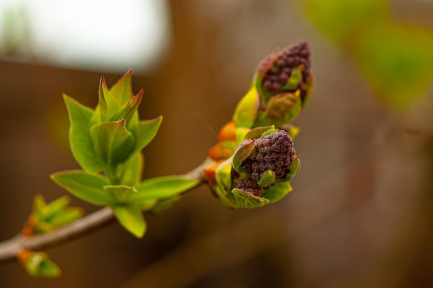 A close up of a budding plant