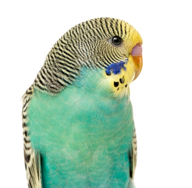 Photo close up of a budgerigar parakee isolated on white