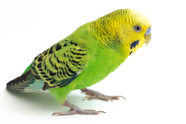 Close-up of a Budgerigar parakeet