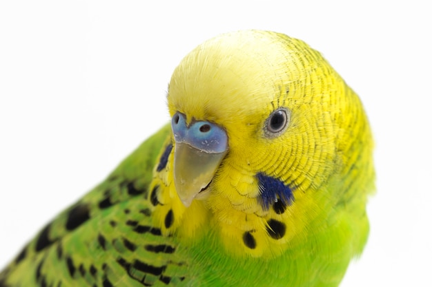 セキセイインコのクローズアップ