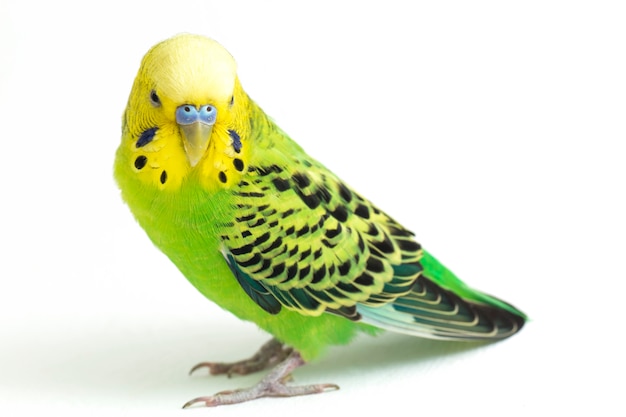 Close-up of a Budgerigar parakeet