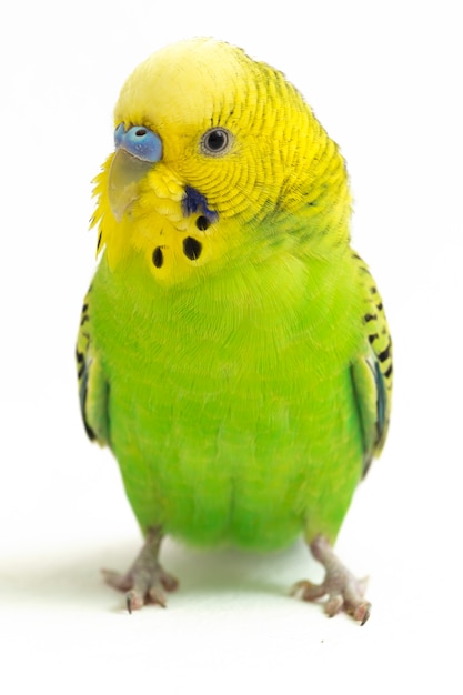 Primo piano del parrocchetto di budgerigar