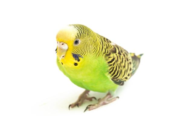 Close-up of Budgerigar parakeet