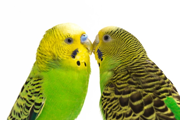 Close-up of Budgerigar parakeets