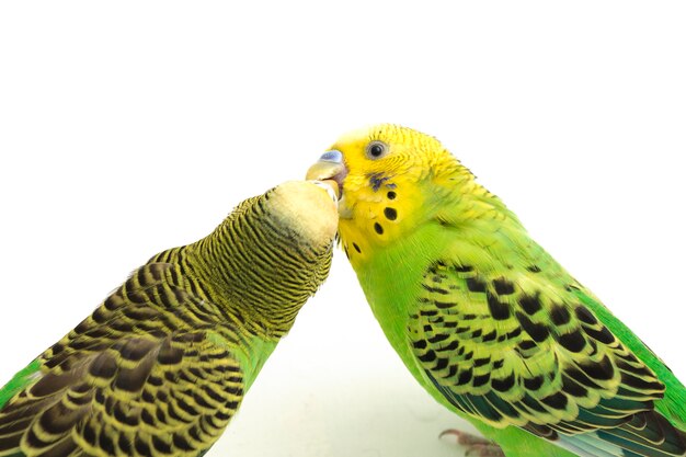 Close-up of Budgerigar parakeets