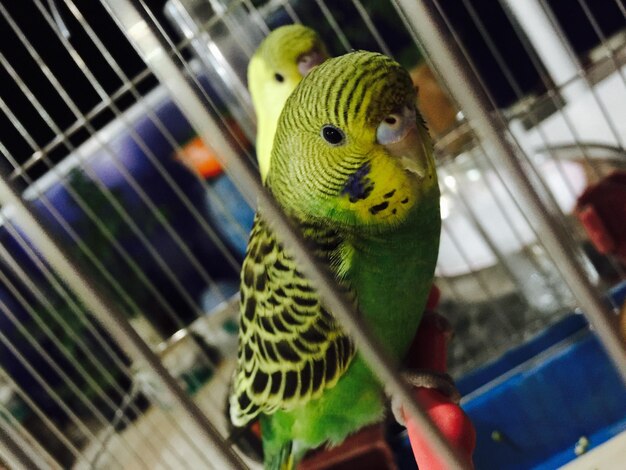 Close-up of budgerigars in cage