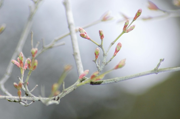 close-up of buds against blurred background