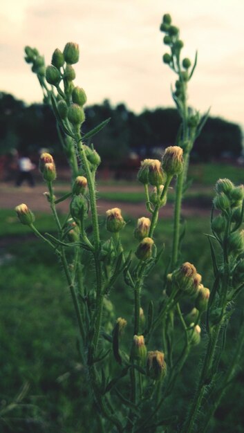 Foto prossimo piano dei germogli che crescono sulla pianta sul campo