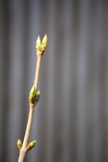 Photo close-up of buds growing on twig against wall