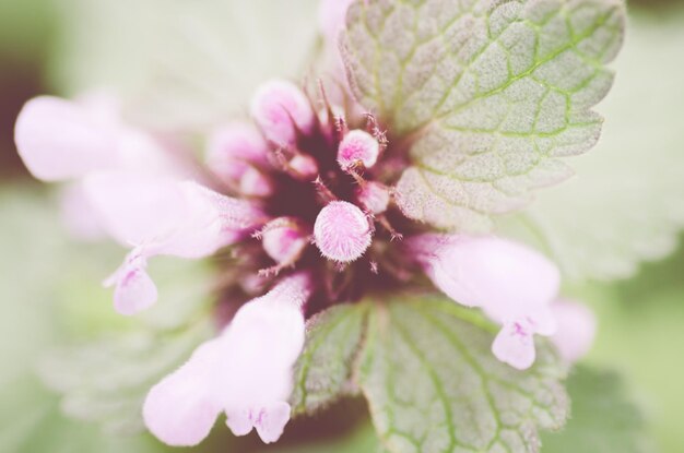 Close-up of buds and leaves growing on plant