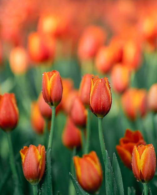 Close up buds oftulips with fresh green leaves at blur green background with copy space Hollands tulip bloom in an orangery spring season Floral wallpaper banner for floristry shop Flowers concept