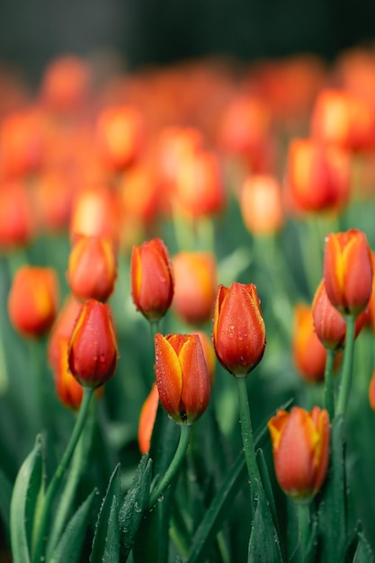 Close up buds oftulips with fresh green leaves at blur green background with copy space Hollands tulip bloom in an orangery spring season Floral wallpaper banner for floristry shop Flowers concept