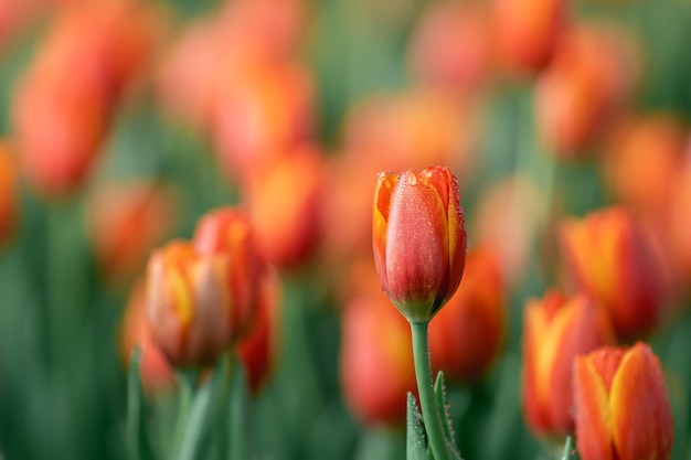 Close up buds oftulips with fresh green leaves at blur green background with copy space Hollands tulip bloom in an orangery spring season Floral wallpaper banner for floristry shop Flowers concept