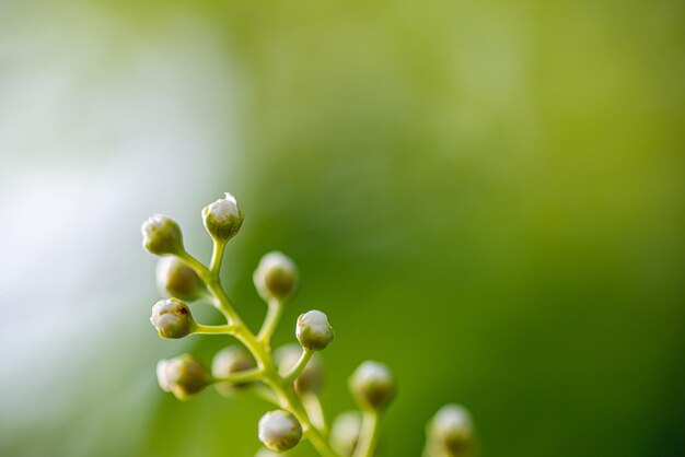 Close-up of buds on plant