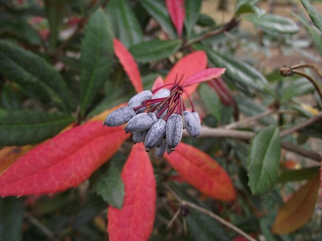 Photo close-up of buds