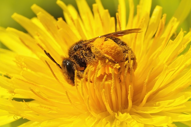 Photo close up of a buff-tailed  mining bee , andrena humilis