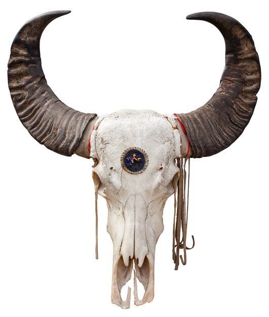 Close up of a Buffalo skull isolated