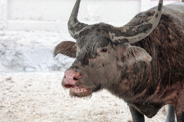 Chiuda sui fronti della buffalo tailandia macchiati con fangoso