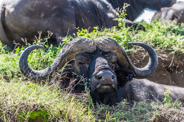 Photo close-up of buffalo