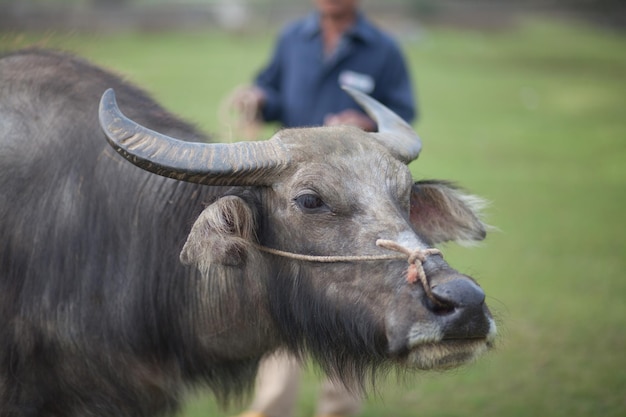 Close-up of a buffalo